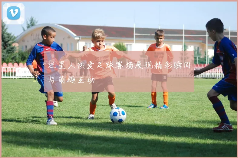 汪星人热爱足球赛场展现精彩瞬间与萌趣互动
